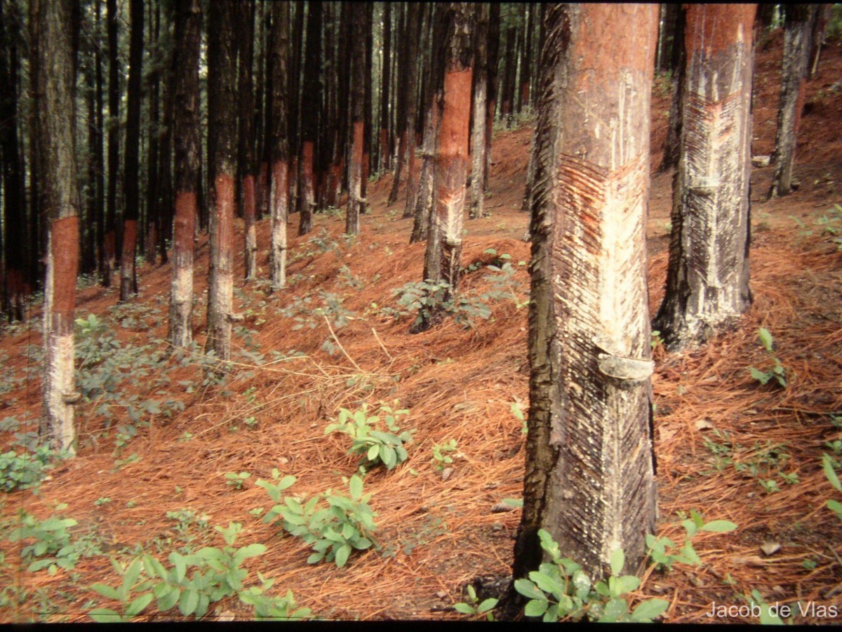 Pinus caribaea Morelet